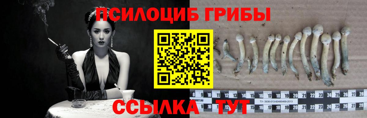 Псилоцибиновые грибы Cubensis Новороссийск